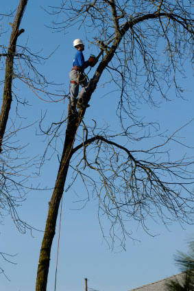 over van ginkel hovenier